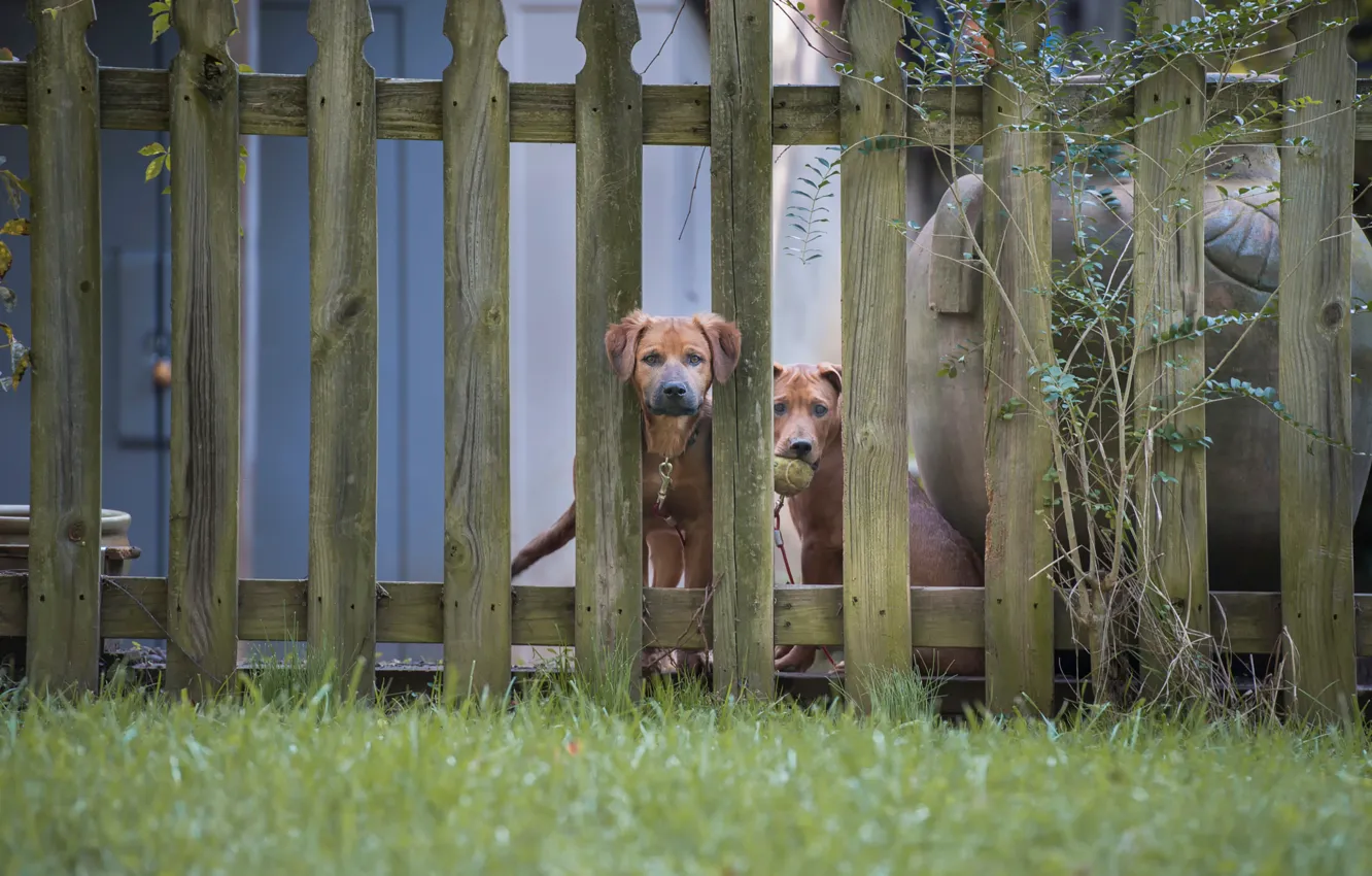 Photo wallpaper the fence, two, dog