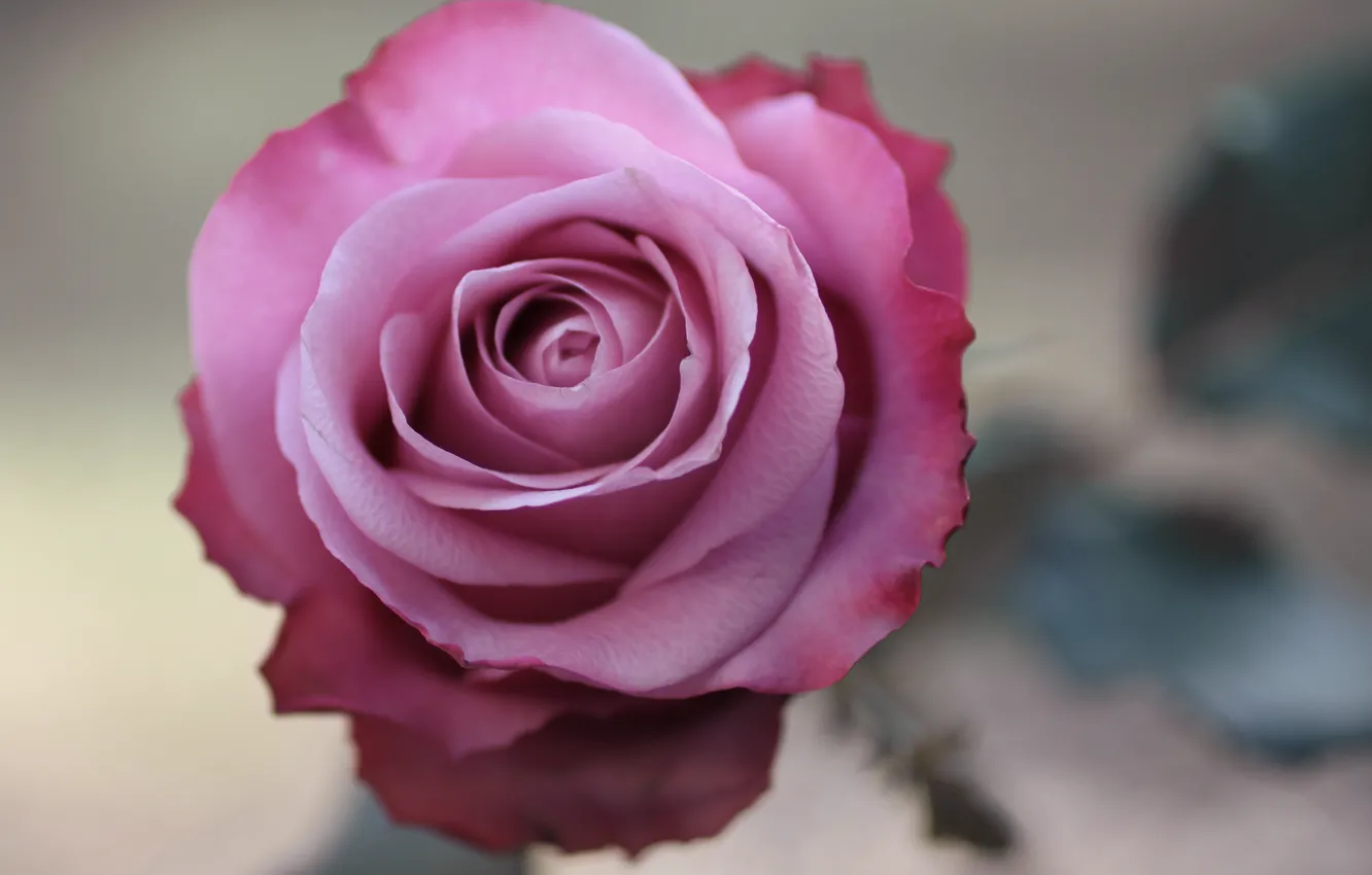 Photo wallpaper flower, macro, photo, pink, rose