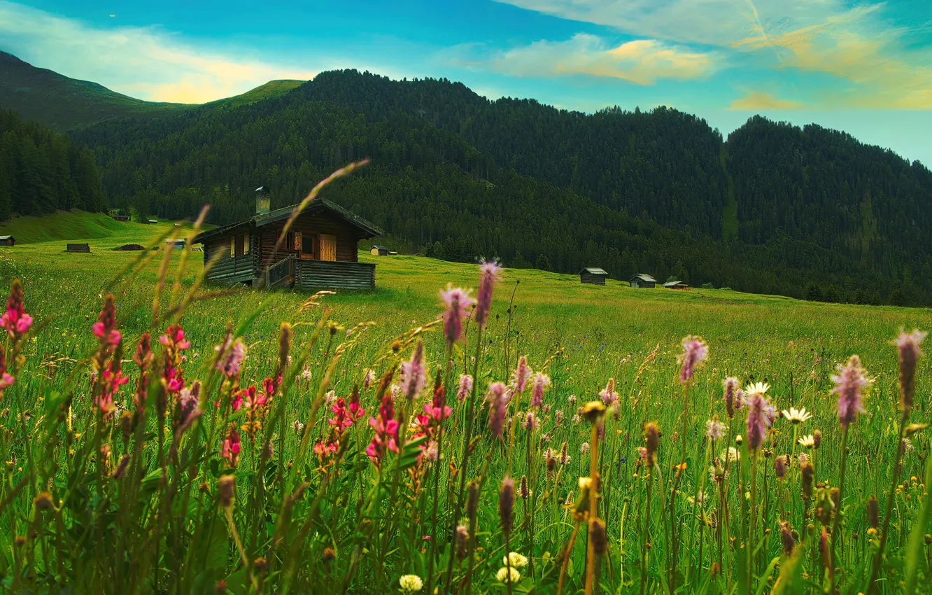 Photo wallpaper field, forest, summer, the sky, grass, flowers, mountains, blue