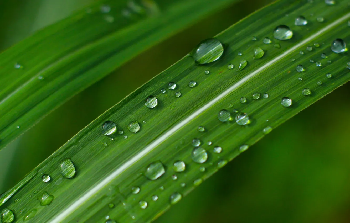 Photo wallpaper green, grass, water, drops