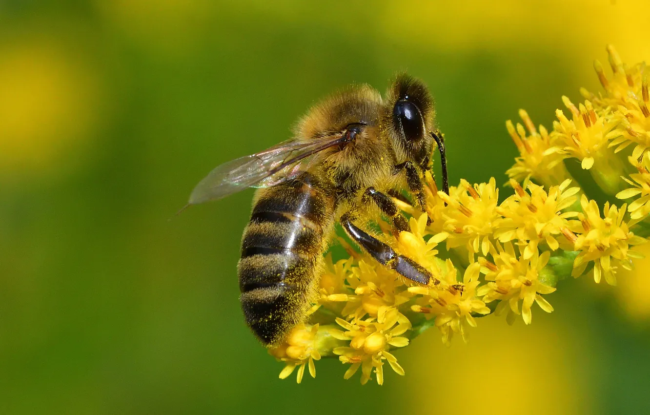 Photo wallpaper bee, insect, bokeh, macro photography of insects, Igor Korneychuk