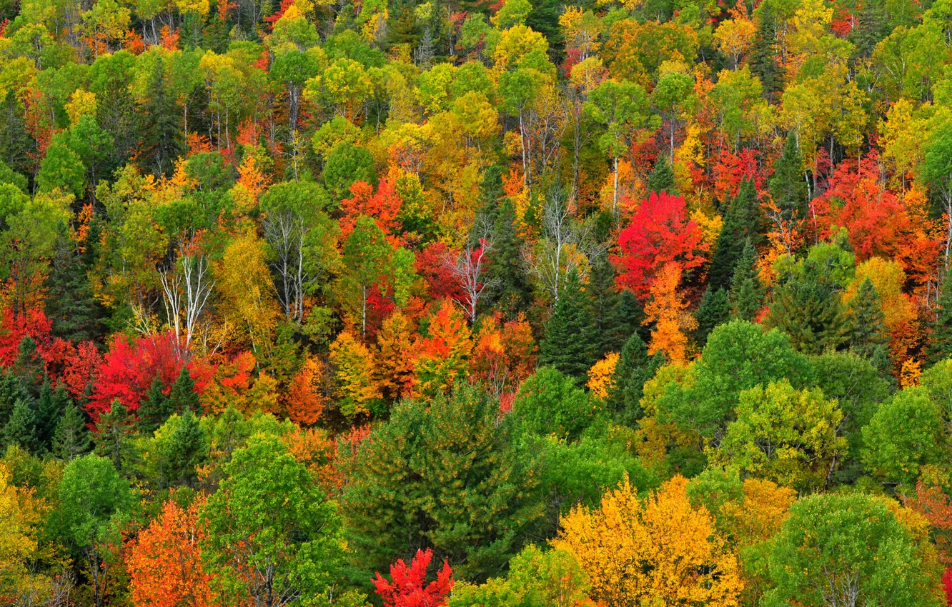 Photo wallpaper autumn, forest, trees