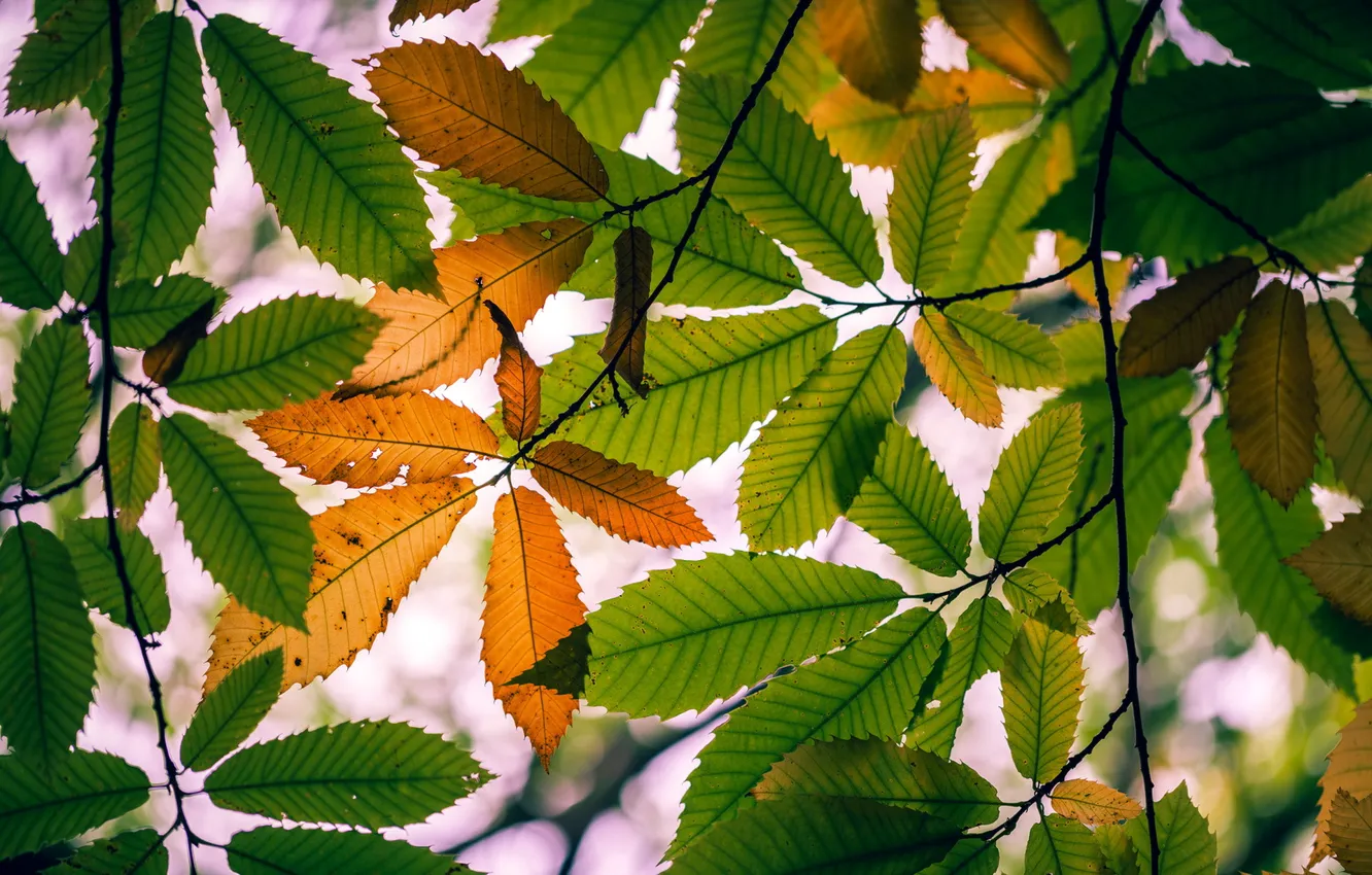 Photo wallpaper autumn, leaves, nature