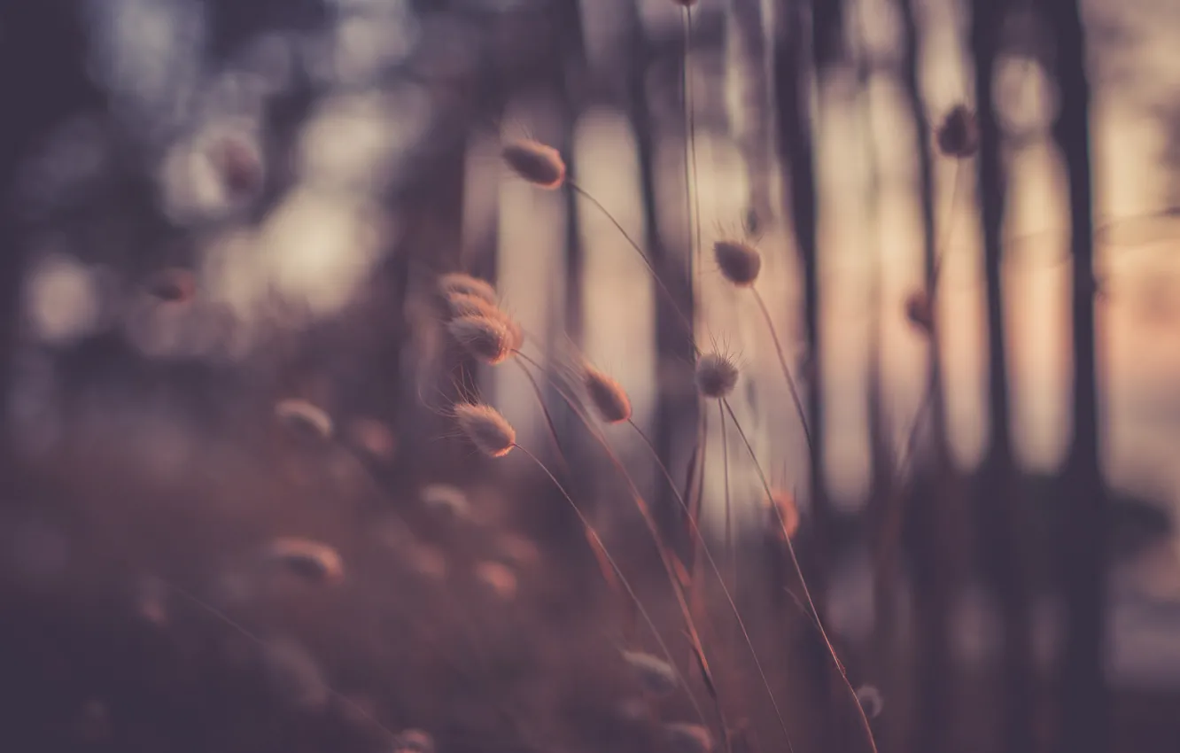 Photo wallpaper grass, macro, the evening, bokeh