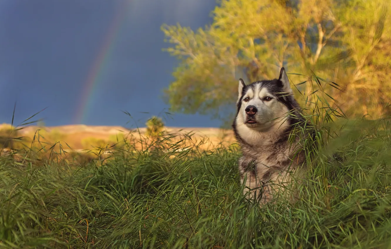 Photo wallpaper grass, nature, dog, rainbow, Malamute