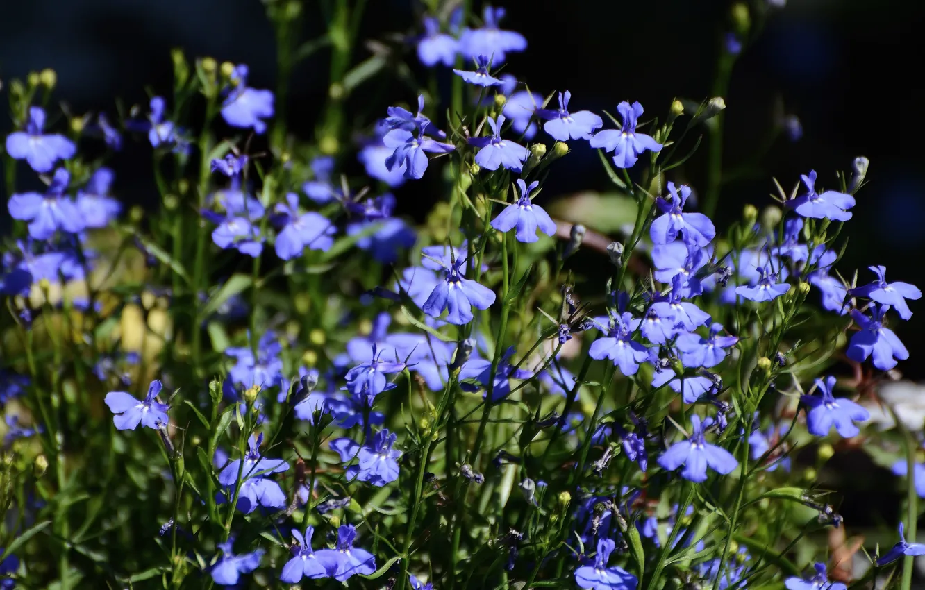 Photo wallpaper summer, flowers, nature, plant, beauty, blue color, cottage, flora