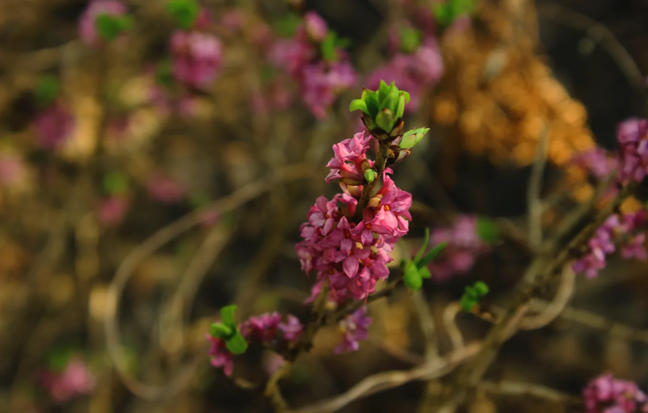 Photo wallpaper contrast, Dope, the bushes, Pink flower