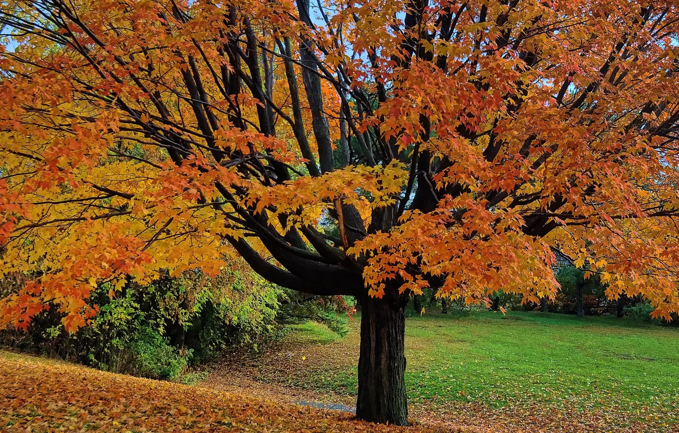 Photo wallpaper autumn, leaves, Park, tree, garden