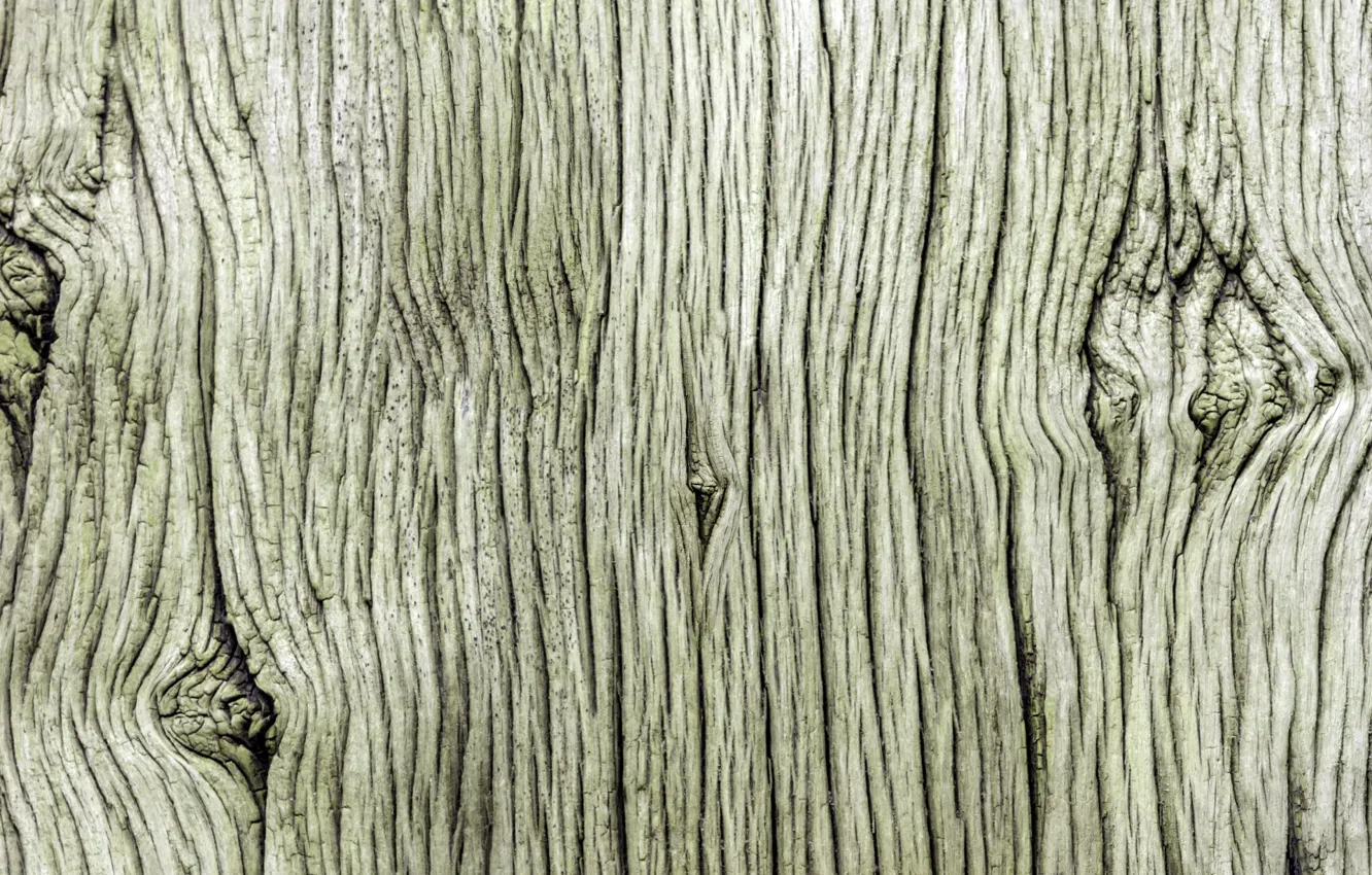 Photo wallpaper trees, old, texture