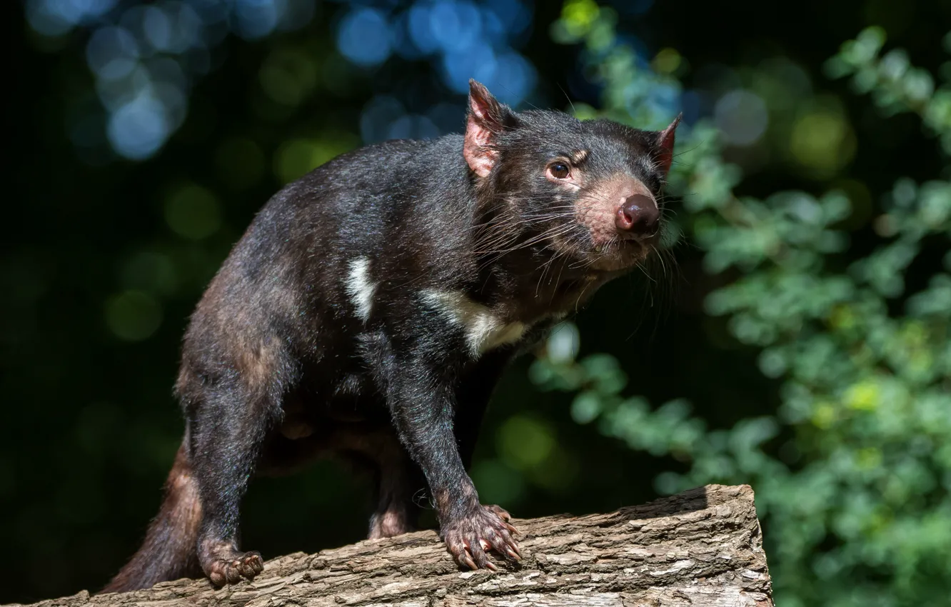 Photo wallpaper greens, summer, look, light, nature, pose, the dark background, foliage