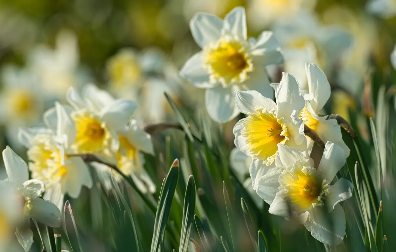 Photo wallpaper flowers, yellow, blur, spring, daffodils, bokeh