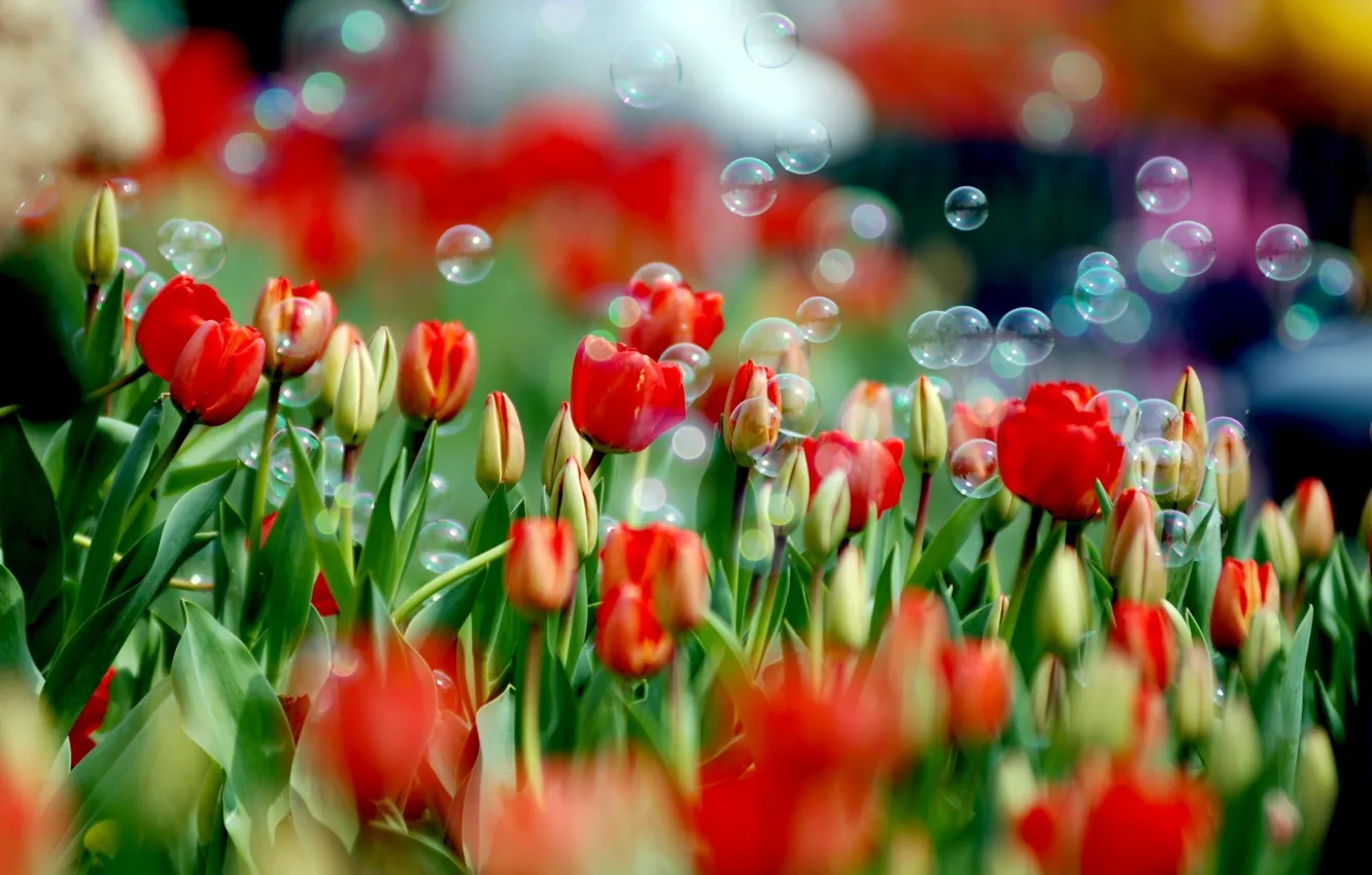 Photo wallpaper flower, color, flowers, nature, paint, Tulip, spring, bubbles