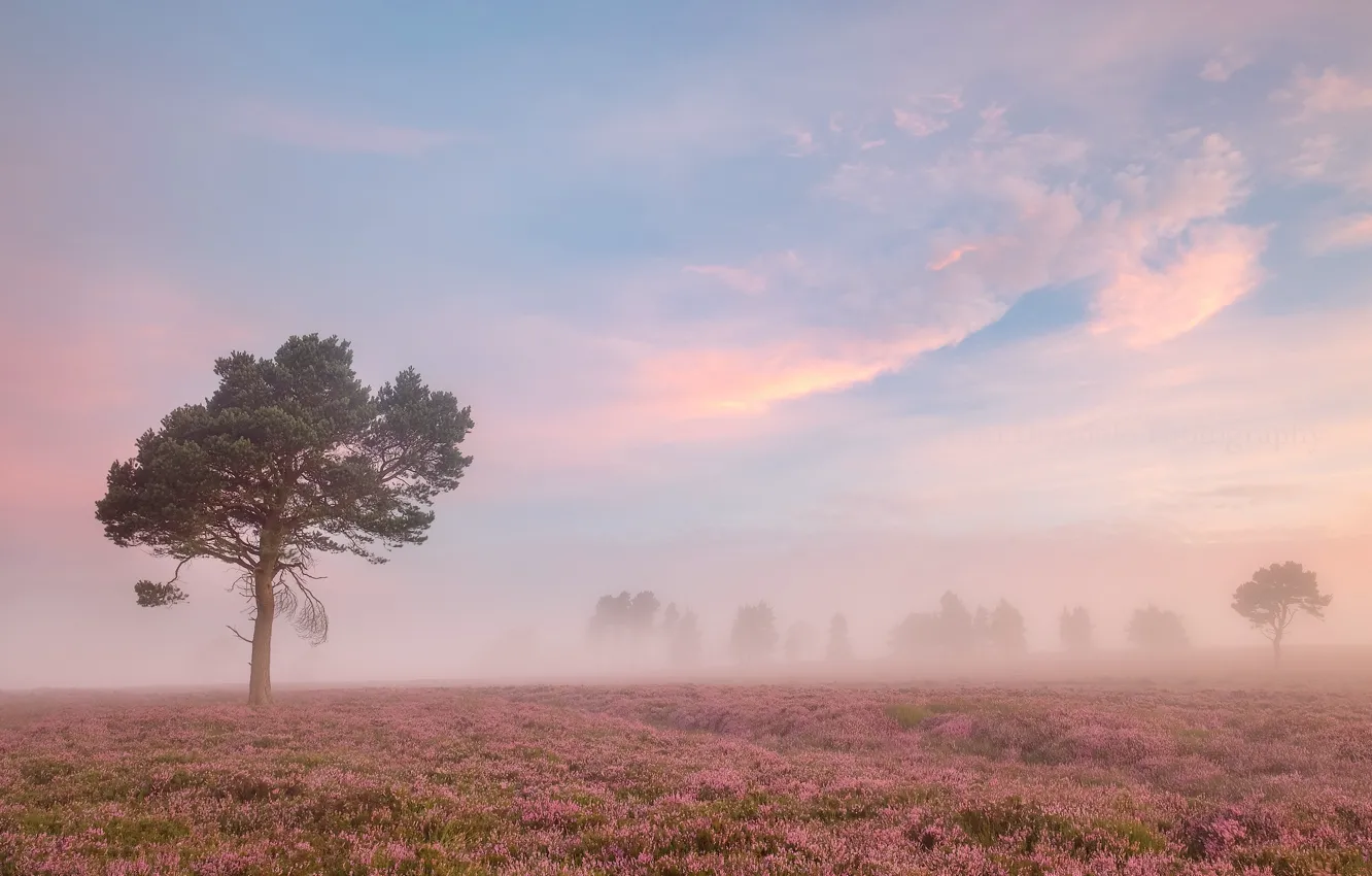 Photo wallpaper field, summer, fog, morning
