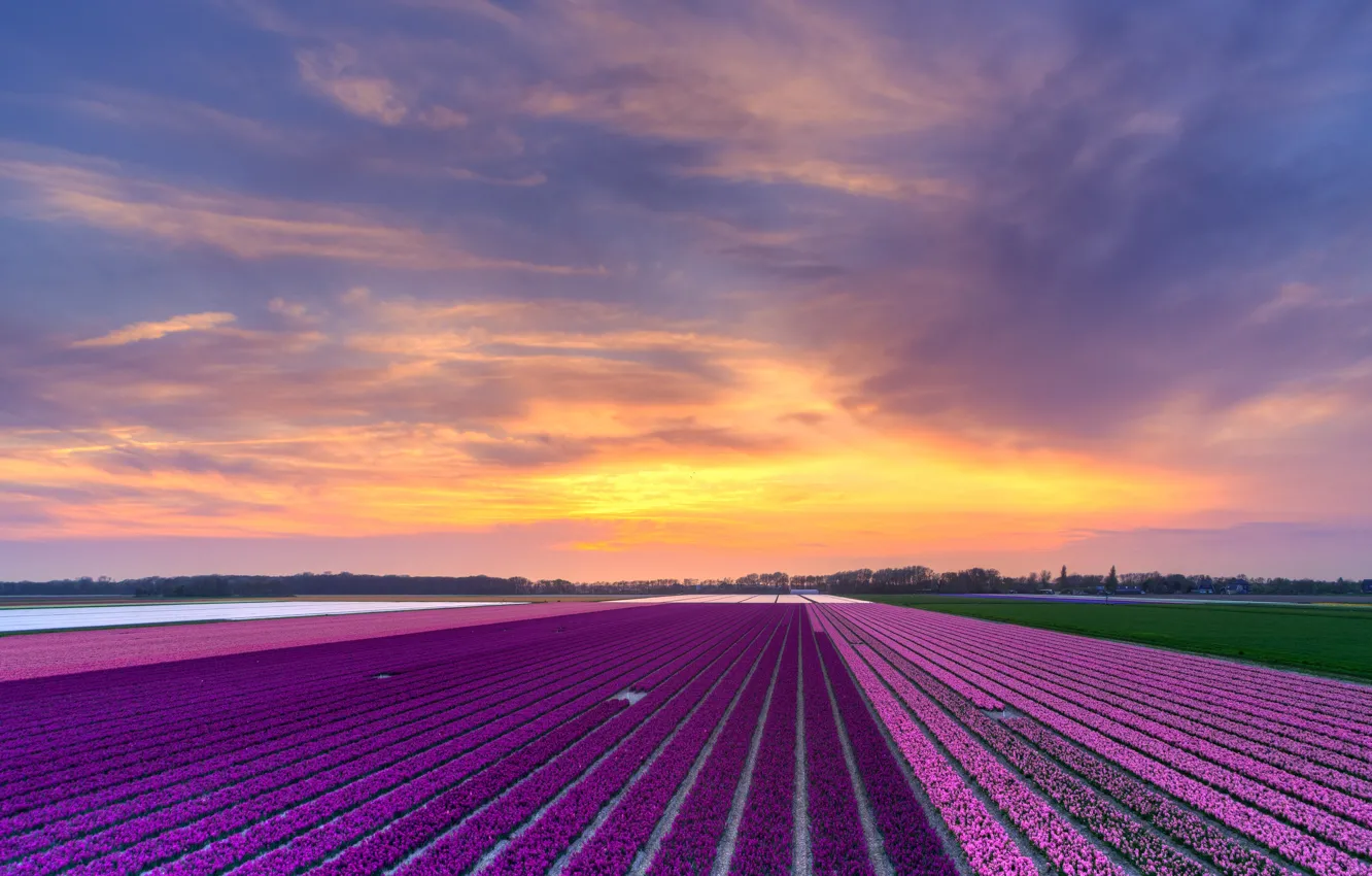 Photo wallpaper field, the sky, clouds, line, sunset, flowers, strip, perspective