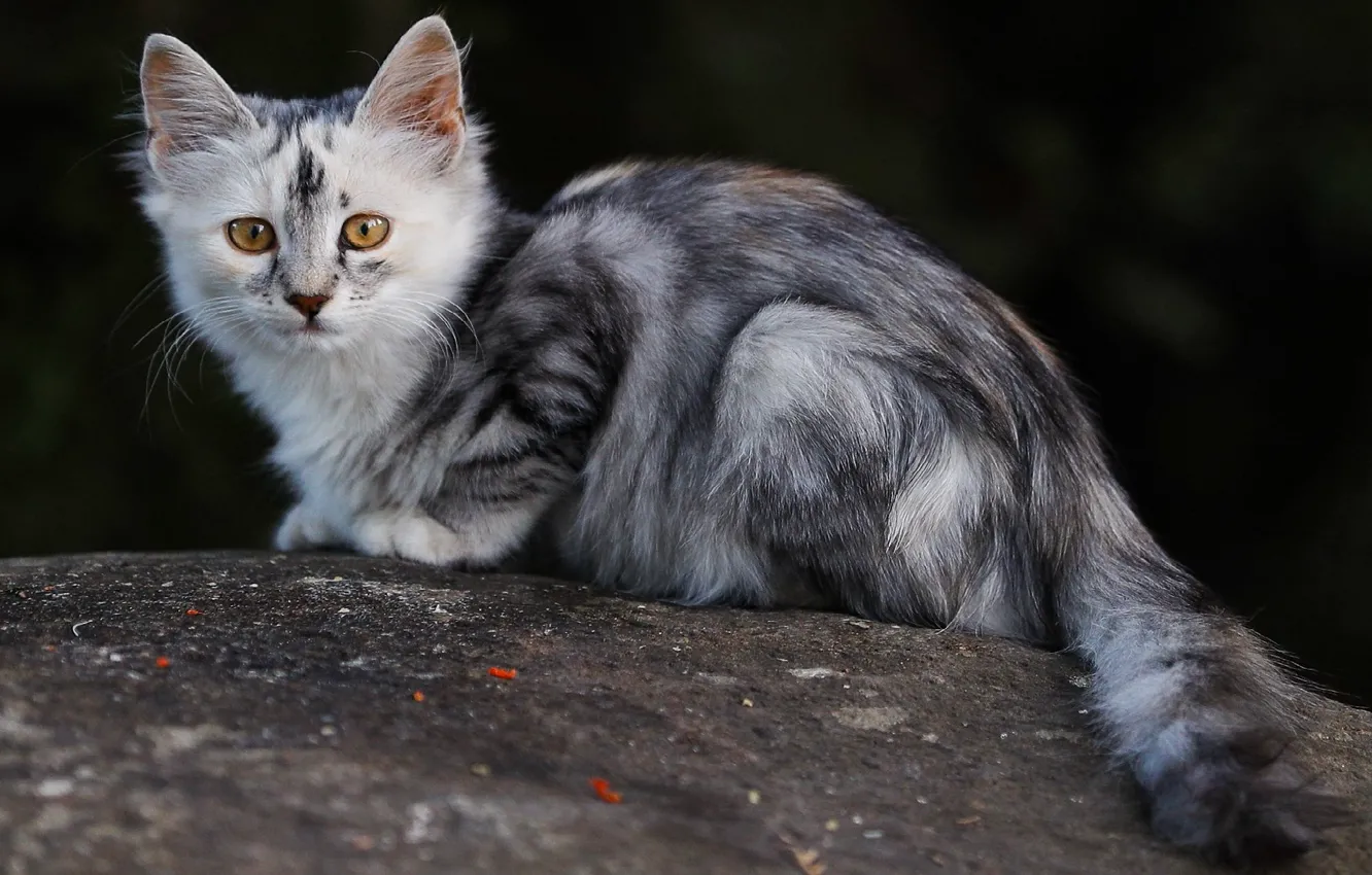 Photo wallpaper animals, cat, temnobelos