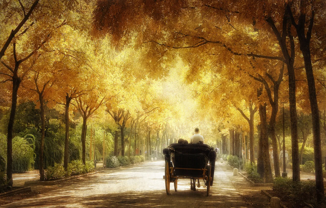 Photo wallpaper road, trees, Park, branch, wagon, coach, alley, trip