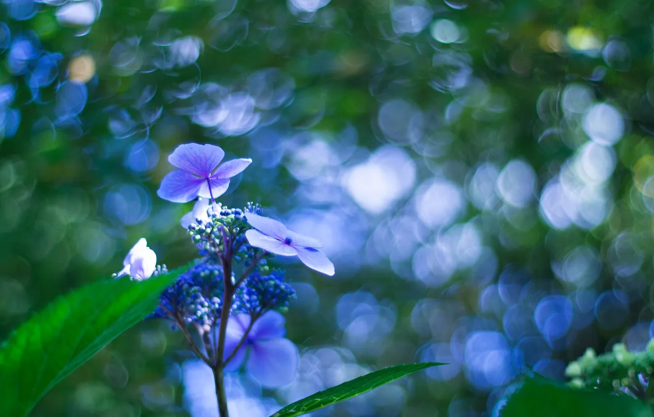 Photo wallpaper macro, flowers, blue, bokeh
