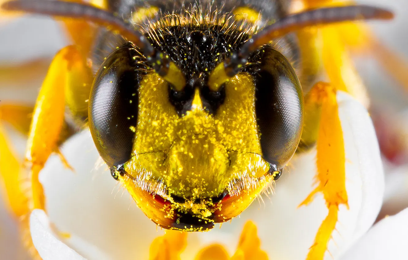 Photo wallpaper flower, bee, pollen, eyes, face