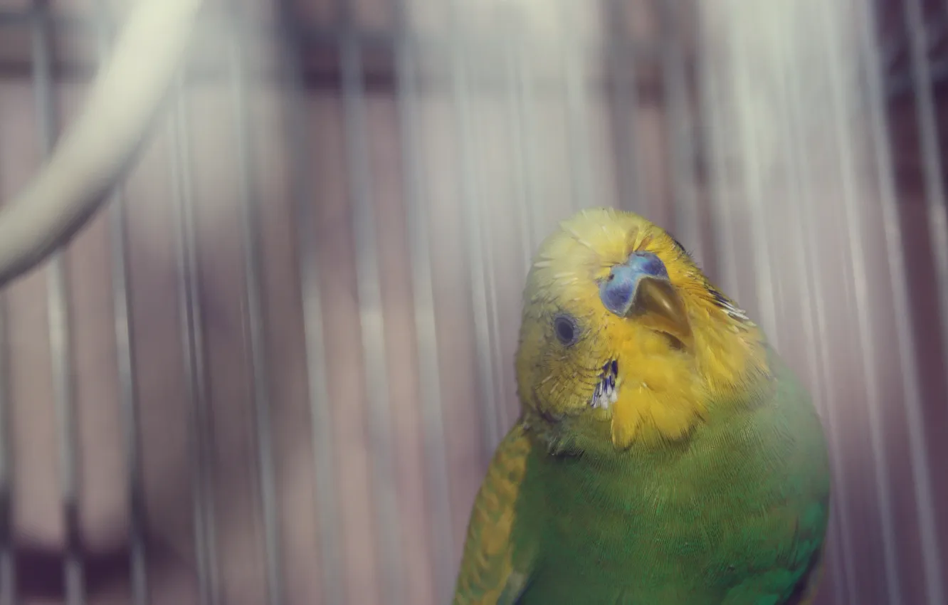 Photo wallpaper yellow, green, feathers, parrot