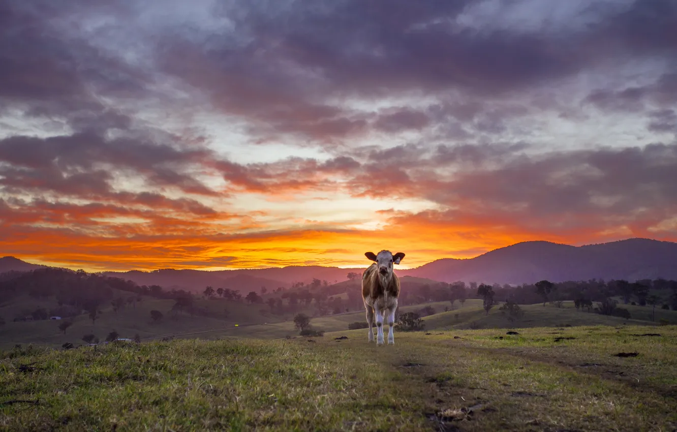 Photo wallpaper sky, Sunset, farm, cows, barrington, gloucester