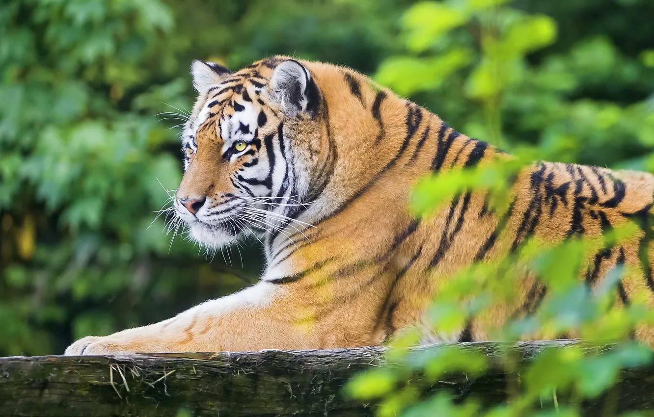 Photo wallpaper tiger, stay, foliage, predator, Amur