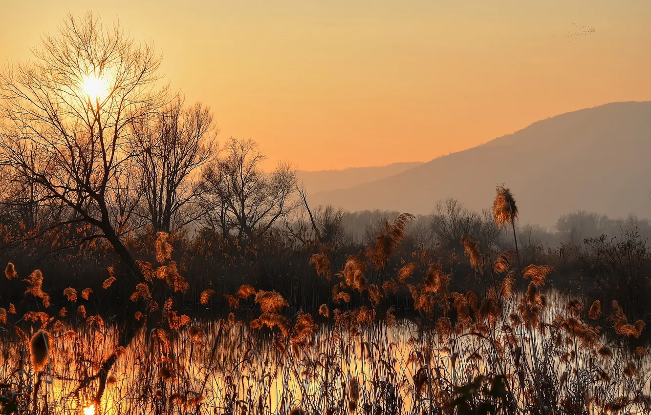 Photo wallpaper landscape, sunset, lake, reed