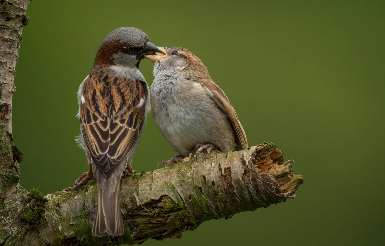 Photo wallpaper birds, tree, a couple, sparrows