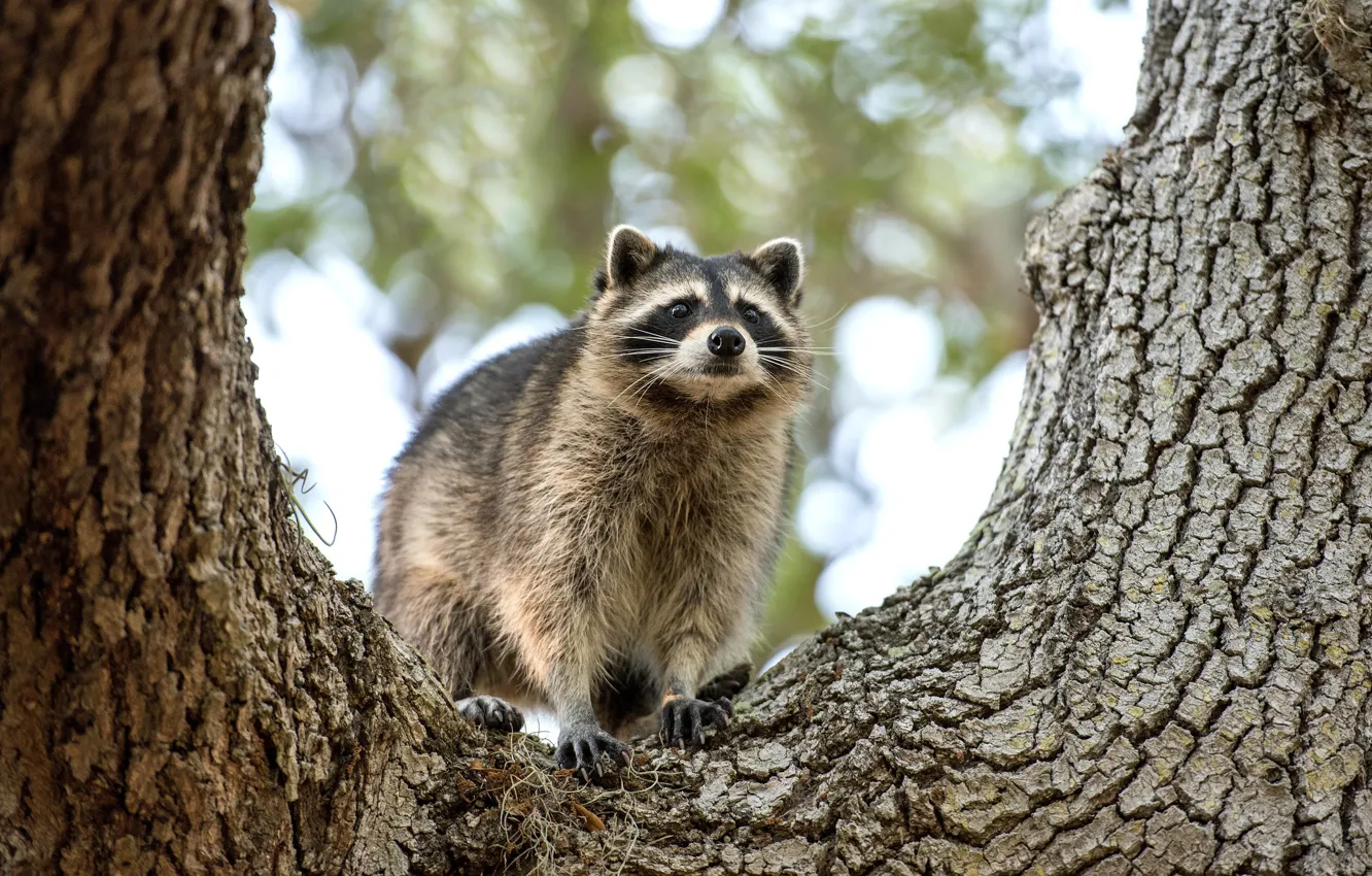 Photo wallpaper trees, portrait, raccoon, face