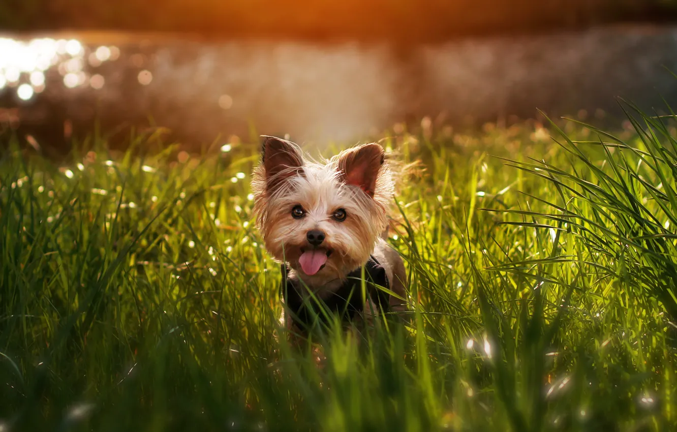 Photo wallpaper language, grass, look, light, nature, shore, glade, dog