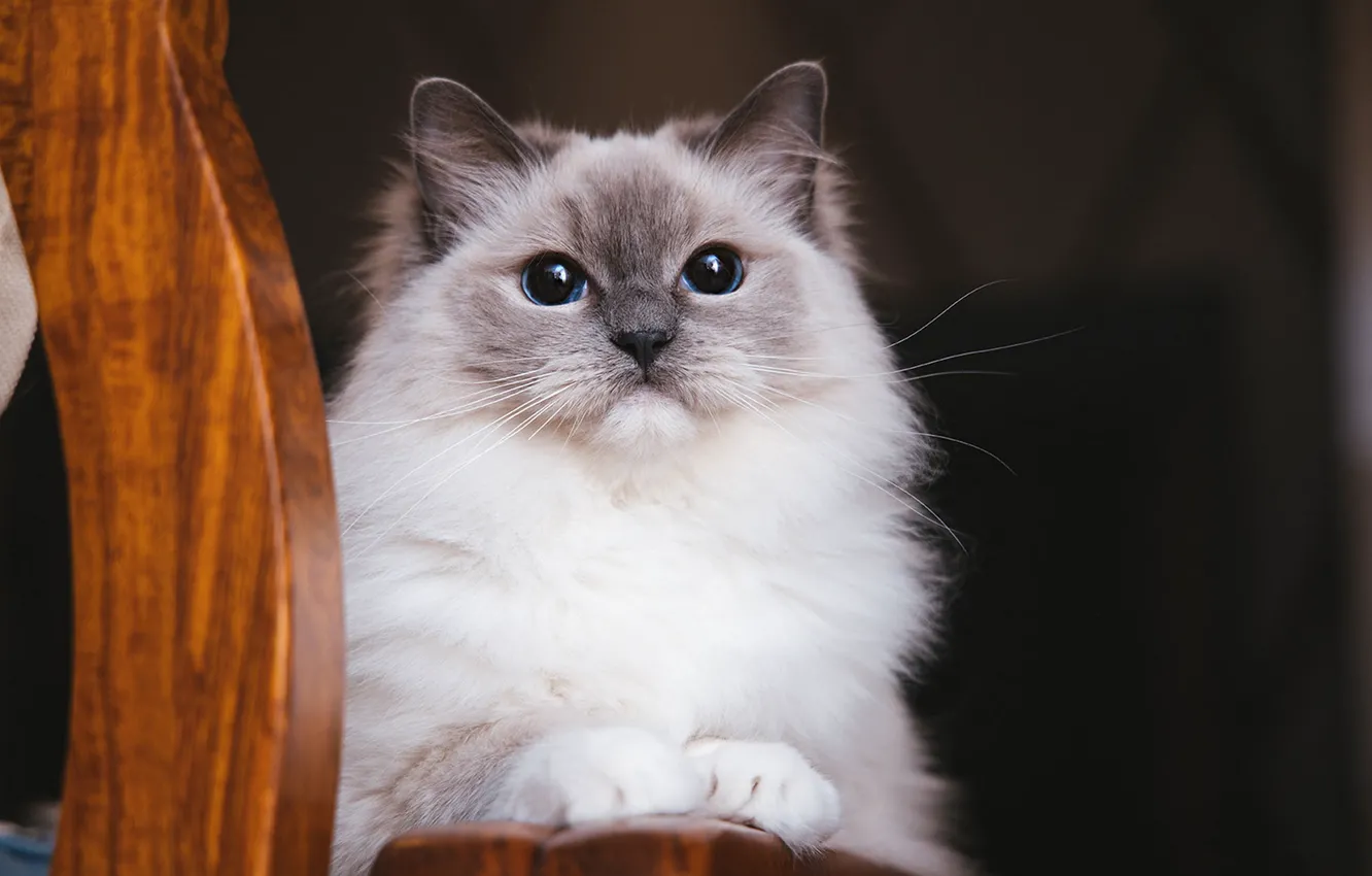 Photo wallpaper cat, cat, look, pose, face
