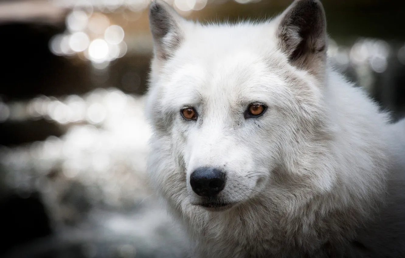 Photo wallpaper Predator, nature, face, animal, wolf, canis lupus, wildlife, portrait