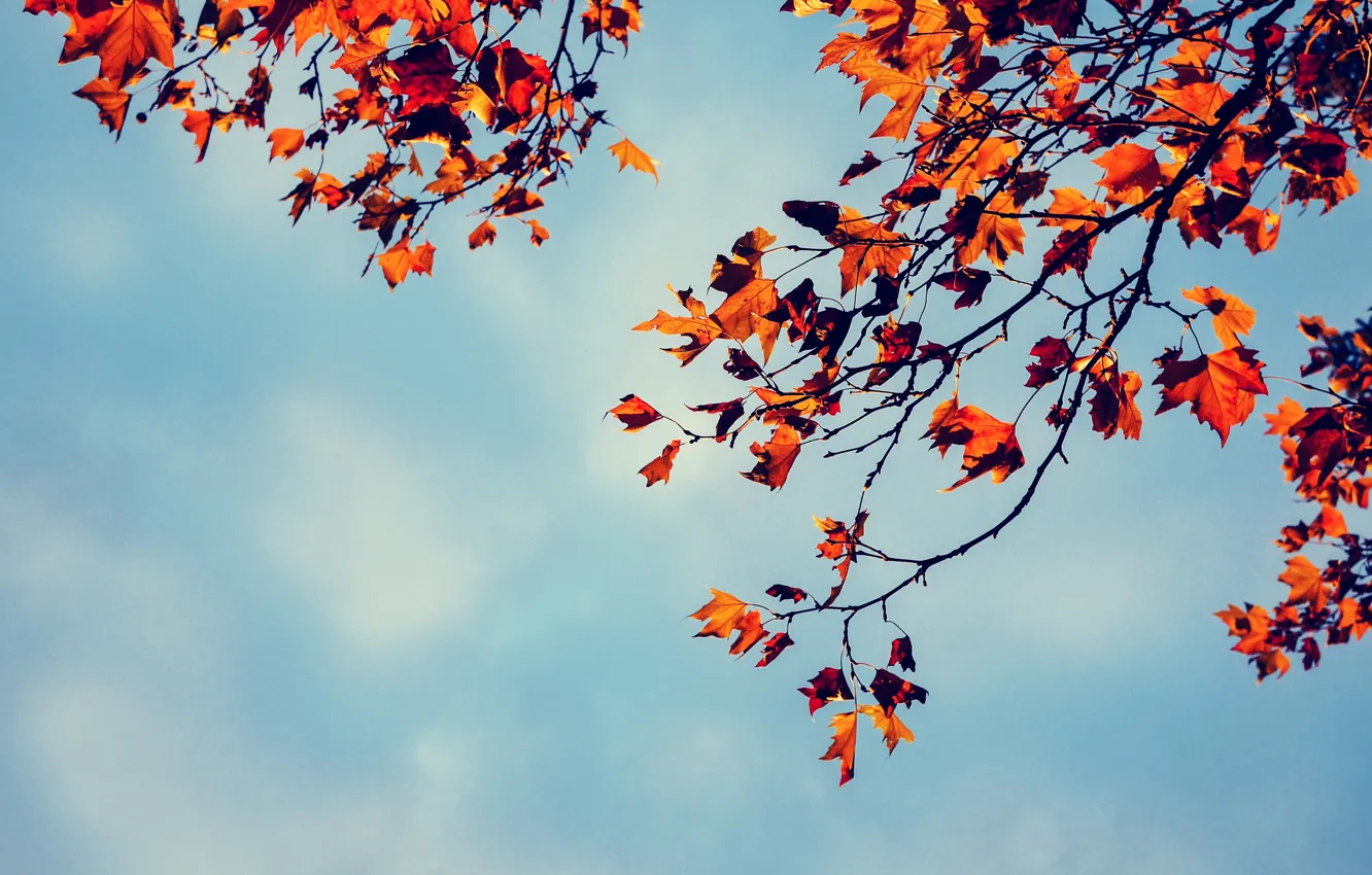 Photo wallpaper autumn, the sky, leaves, trees, branches