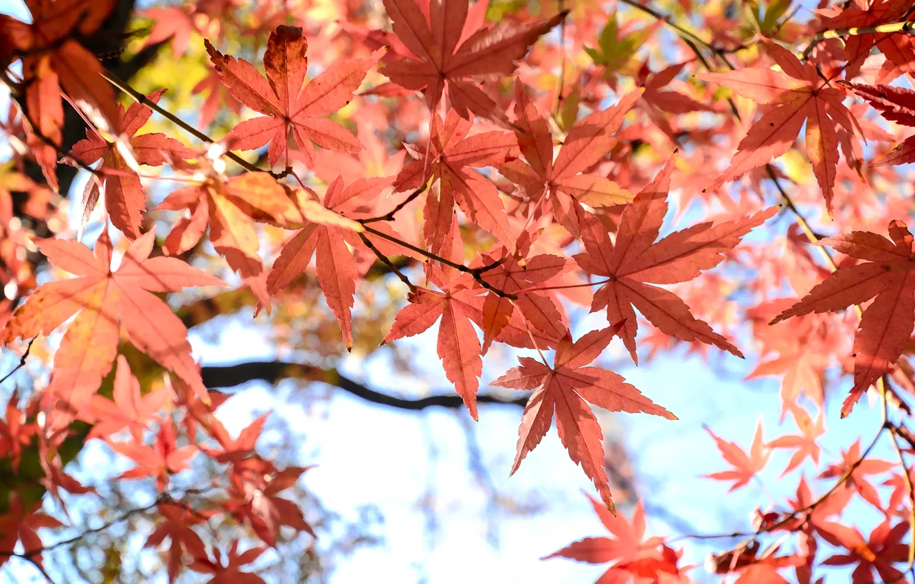 Photo wallpaper autumn, leaves, colorful, maple, autumn, leaves, autumn, maple