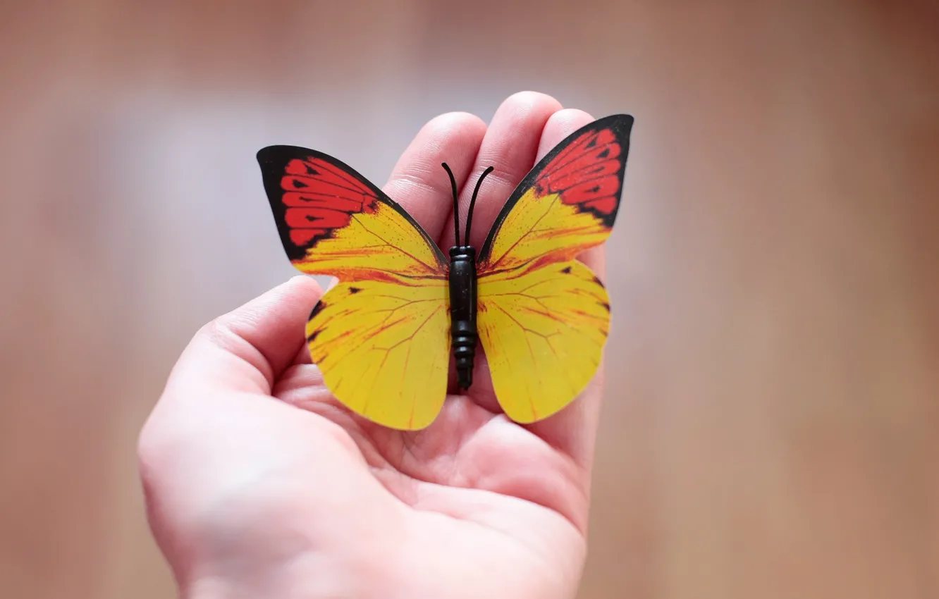 Photo wallpaper background, butterfly, hand