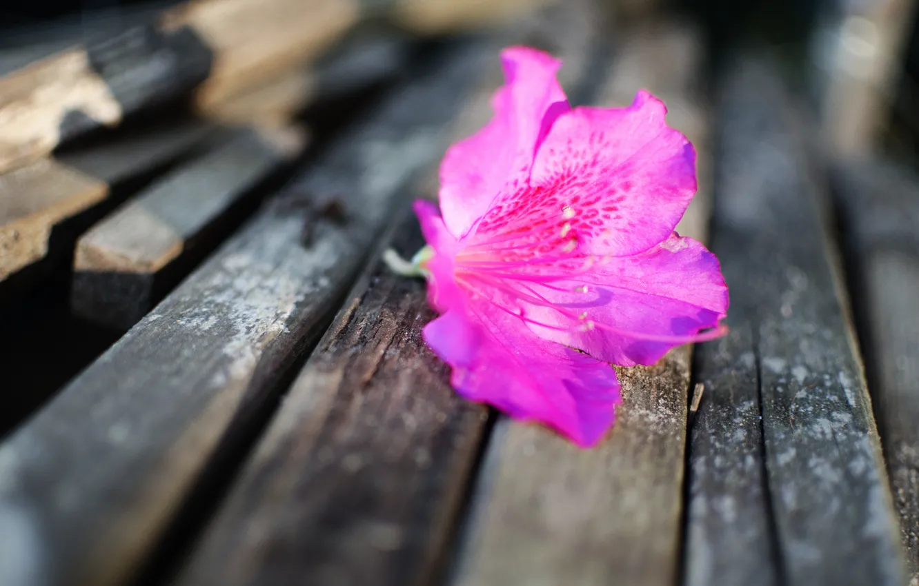 Photo wallpaper flowers, bench, nature