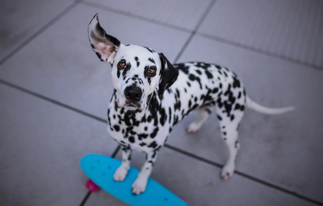 Photo wallpaper dog, Dalmatians, skateboard