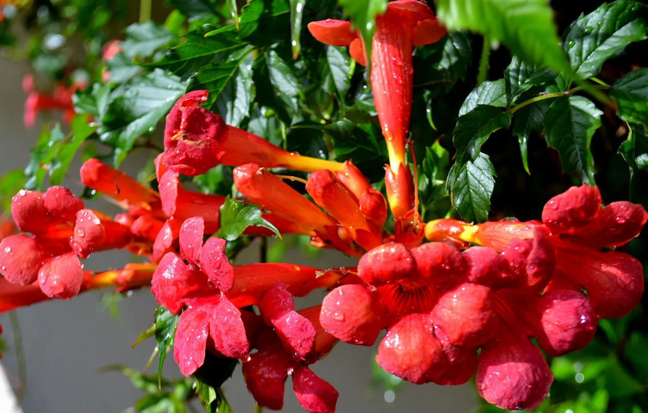 Photo wallpaper drops, macro, flowers, orange