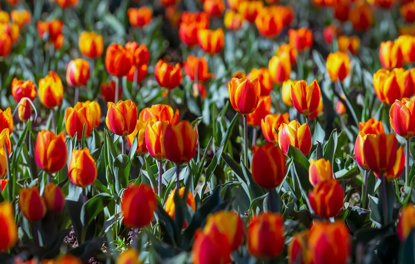 Photo wallpaper light, flowers, glade, bright, spring, tulips, red, orange