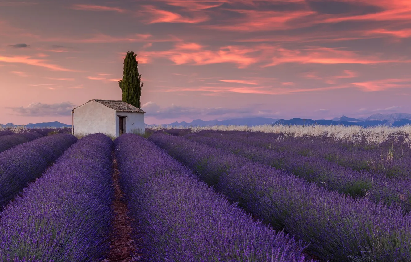 Photo wallpaper field, clouds, flowers, house, France, lavender, plantation, Valensole