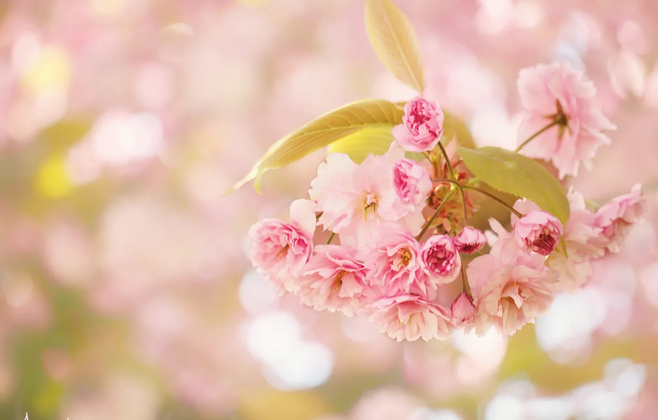 Photo wallpaper macro, flowers, branches, cherry, flowering, bokeh