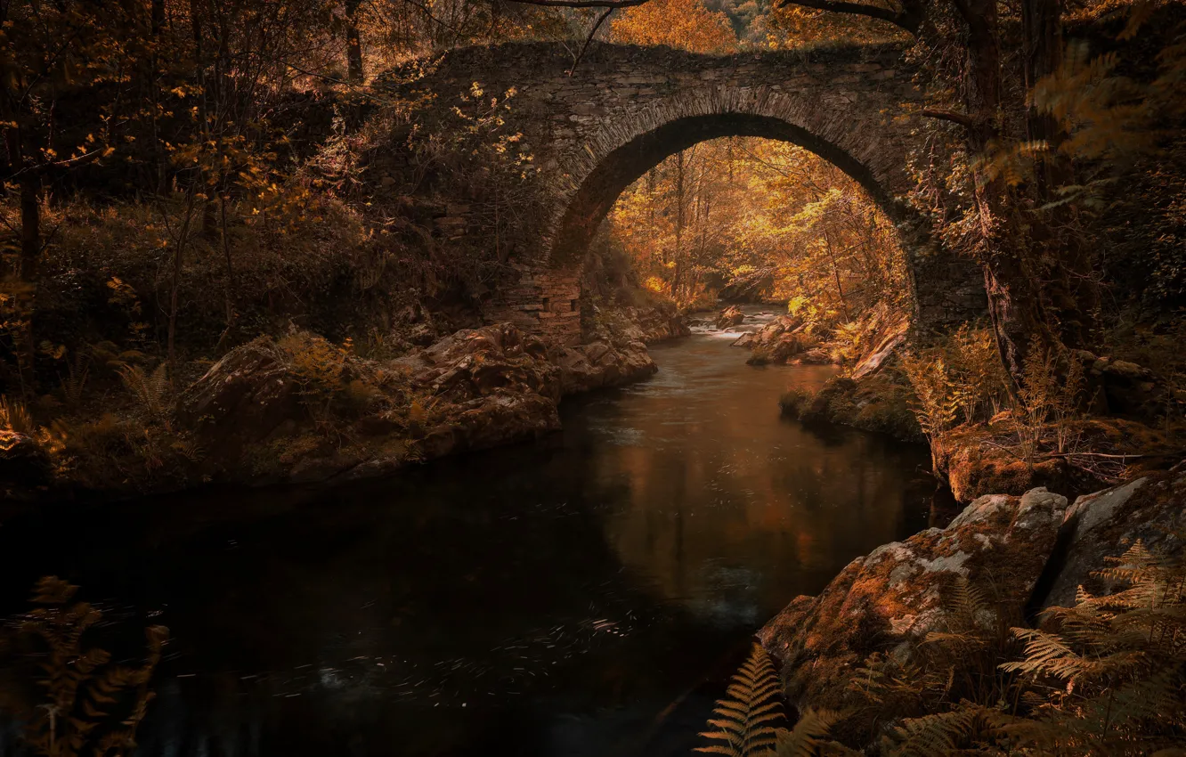 Photo wallpaper autumn, leaves, water, light, trees, branches, bridge, reflection