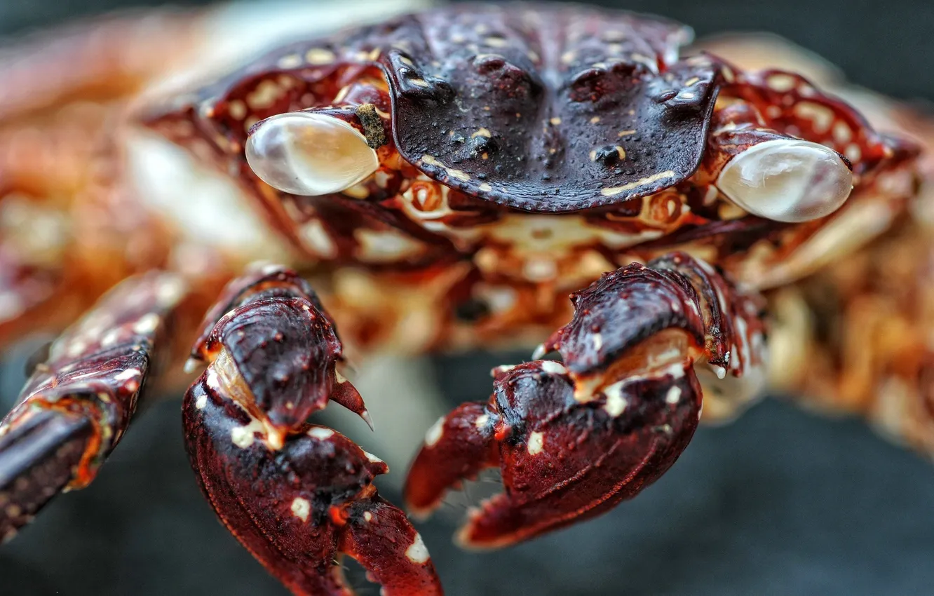 Photo wallpaper eyes, crab, claw