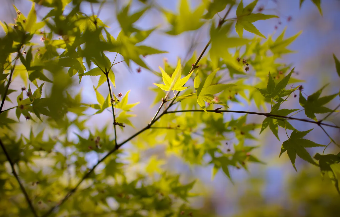 Photo wallpaper macro, branches, nature, green leaves, blue sky