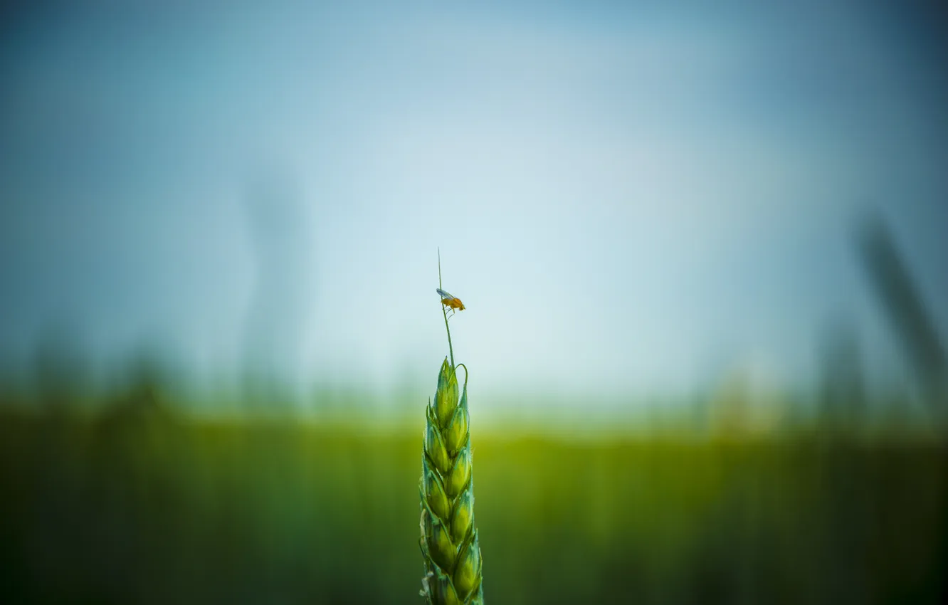 Photo wallpaper wheat, field, Insect