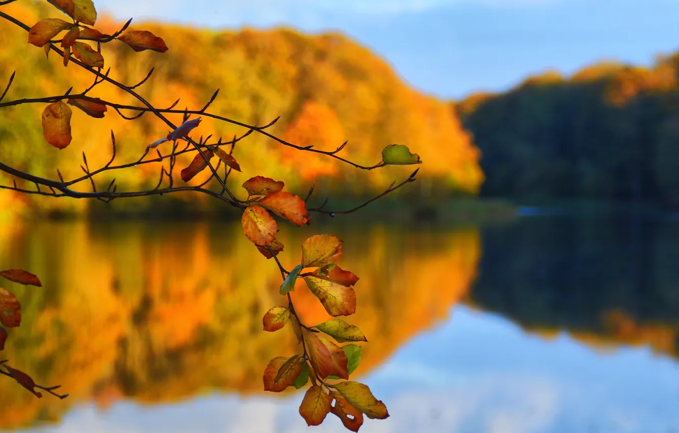 Photo wallpaper autumn, leaves, trees, lake, branch