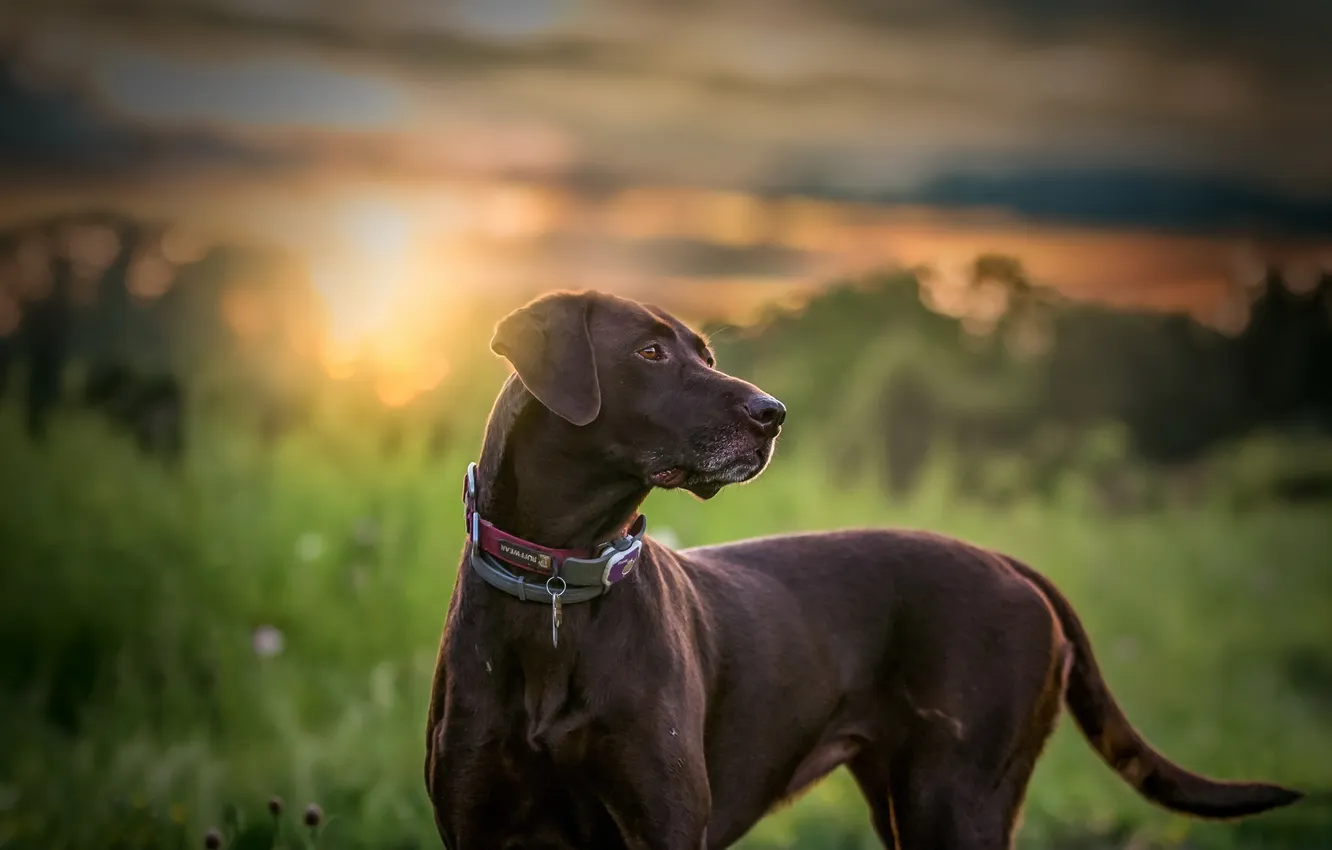 Photo wallpaper look, each, dog