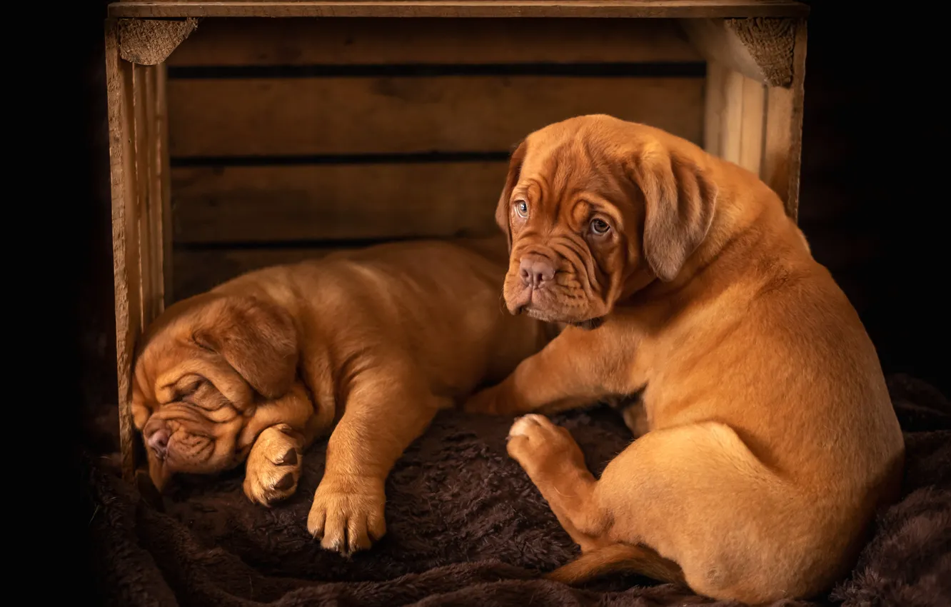 Photo wallpaper look, pose, the dark background, two, sleep, dog, pair, sleeping