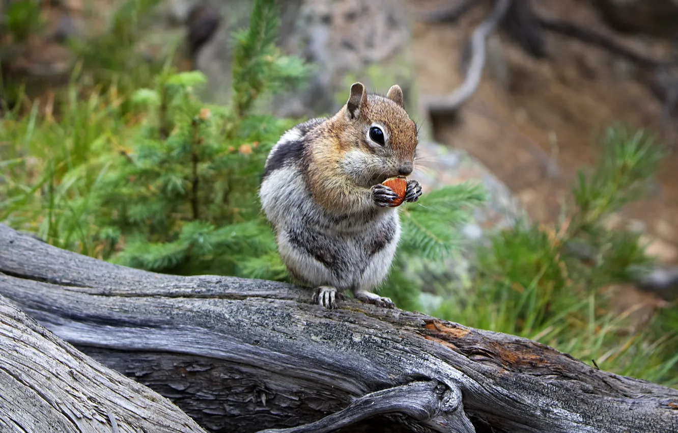 Photo wallpaper branches, nature, pose, Chipmunk, log, needles, mining, meal