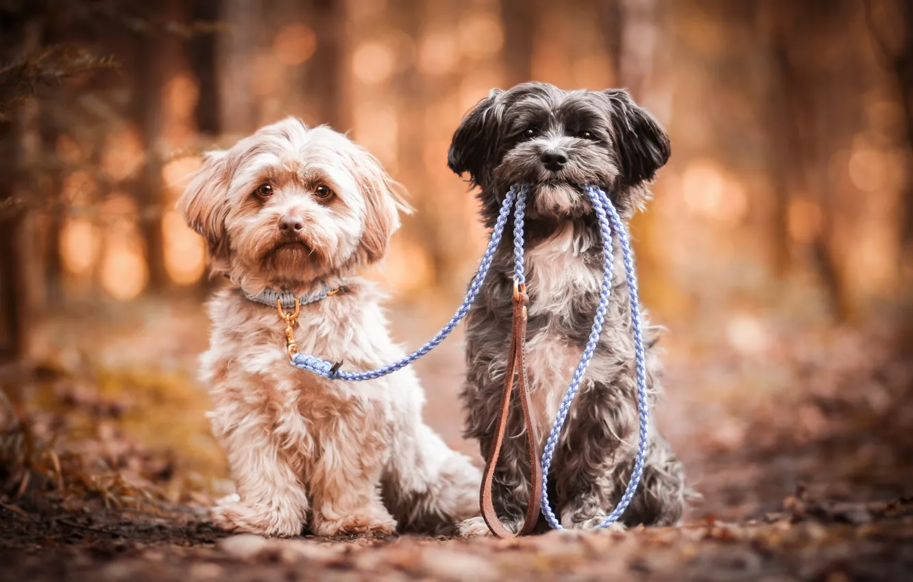 Photo wallpaper dogs, pair, leash, bokeh, two dogs