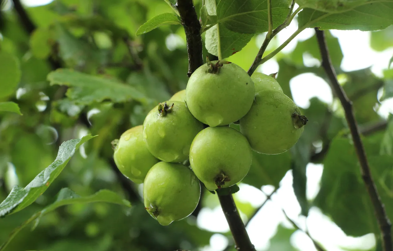 Photo wallpaper apple, fruit, twig